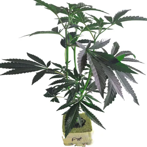Große Cannabispflanzen bestellen