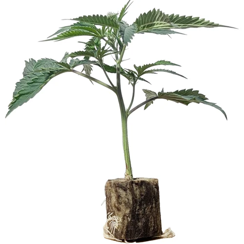Emergen-C (Berner Cut) – Der ultimative Orangen-Creme US-Premium-Steckling von Seed Junky Genetics
