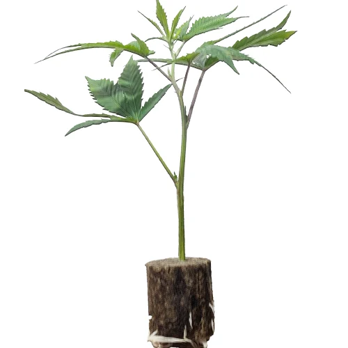 Break Pad Breath – Kraftvoller "Gas-Cookie" Steckling von Ripper Seeds