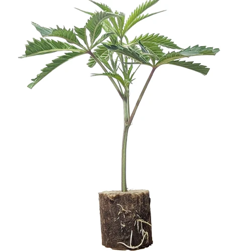 Triple Chocolate Chip – Ertragreicher Indica-Elite-Steckling mit Minz-Schoko-Aroma von Exotic Genetix