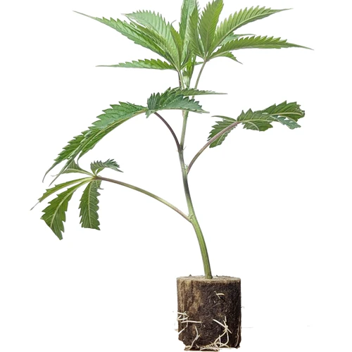 Wedding Cake – Der legendäre Indica-Elite-Steckling von Jungle Boys mit würzigem Creme-Aroma