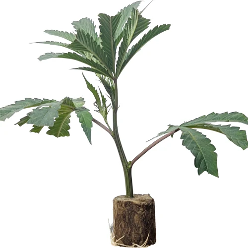 Collie Man Kush (Slightly Stoopid) – Der extrem "laute", 90% Indica-Premium-Steckling von Humboldt Seeds