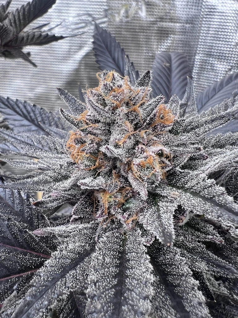 cap junkies flowering