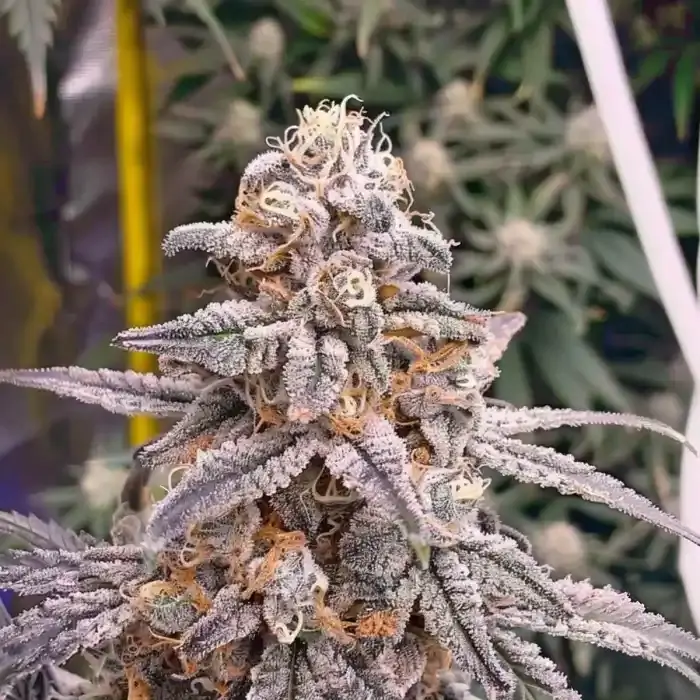 Pineapple Fruz Hanfsteckling kaufen. Original Breeder Cut von Seed Junky