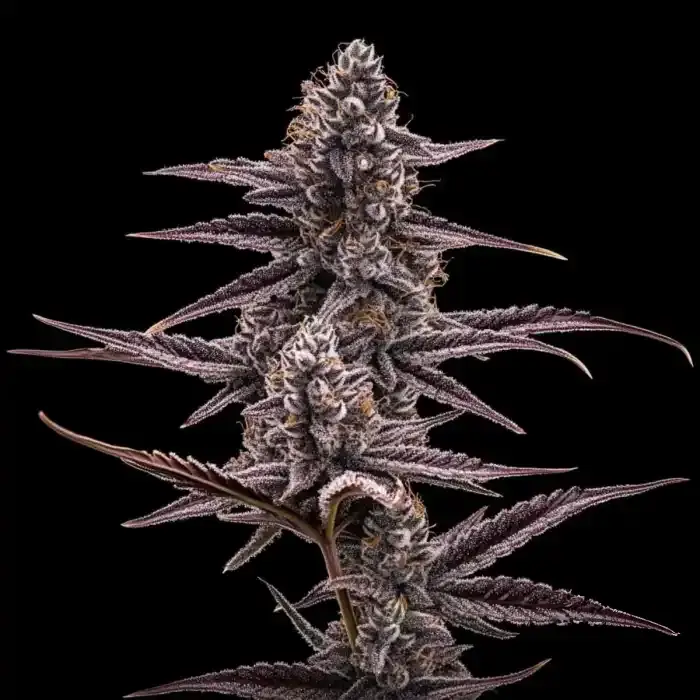 Super Buff Cherry #26 Hanfsteckling kaufen. Original GMLS Breeder Cut (Indica) mit intensivem Kirsch-Aroma, massiven Erträgen & 8-9 Wochen Blütezeit.