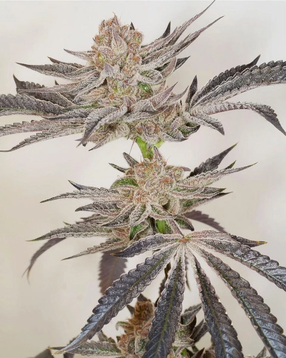 banana runtz (black runtz) peak flowering period