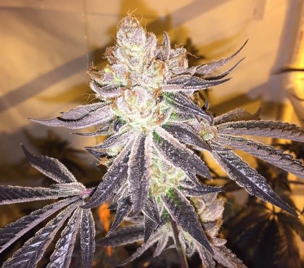 cookies'n'cream Cookie Genetics hanfklone bestellen europa cookies n cream peak flowering