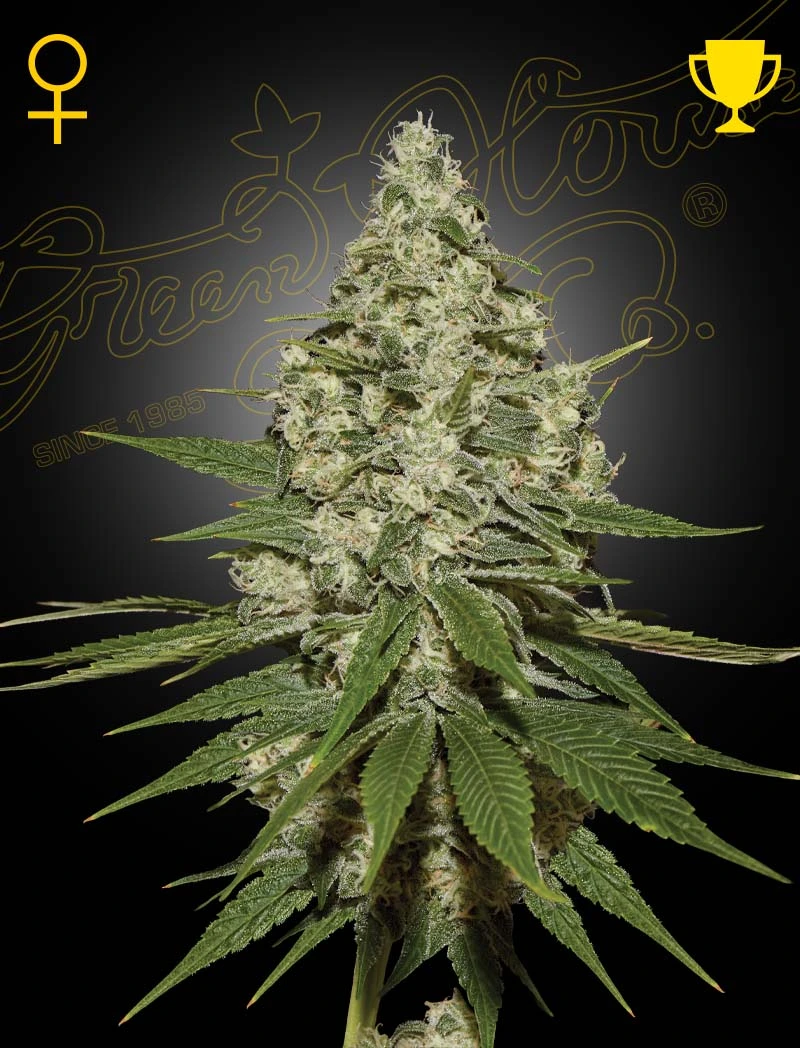 Super Lemon Haze_hanfstecklinge_kaufen_Österreich_vienna super lemon haze by GHS Flower Period