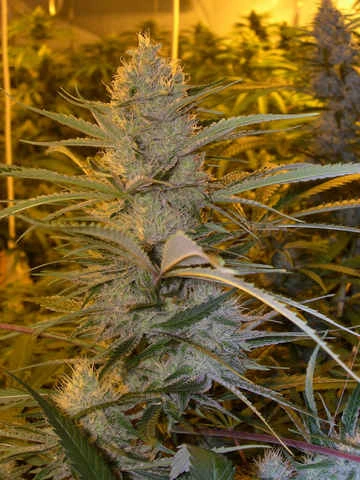 canalope haze cuttings by DNA in Flower