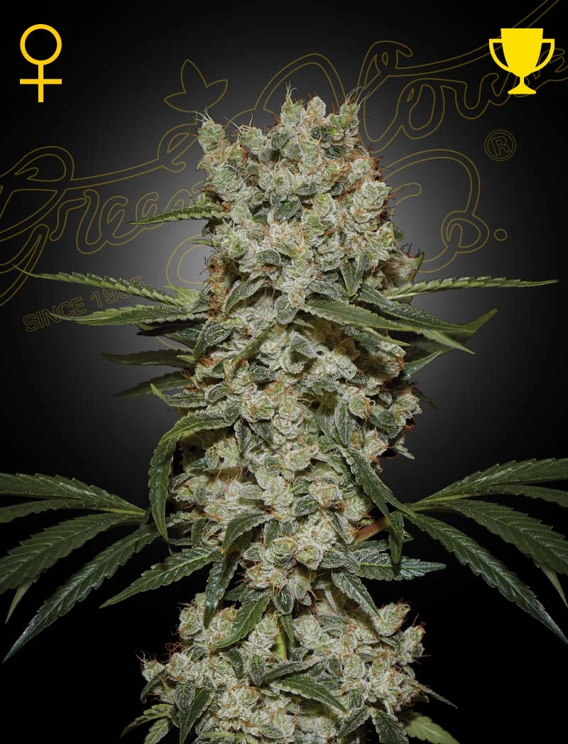 _hanfstecklinge_kaufen_supersilverhaze_Österreich_vienna super silver haze by GHS Flowers