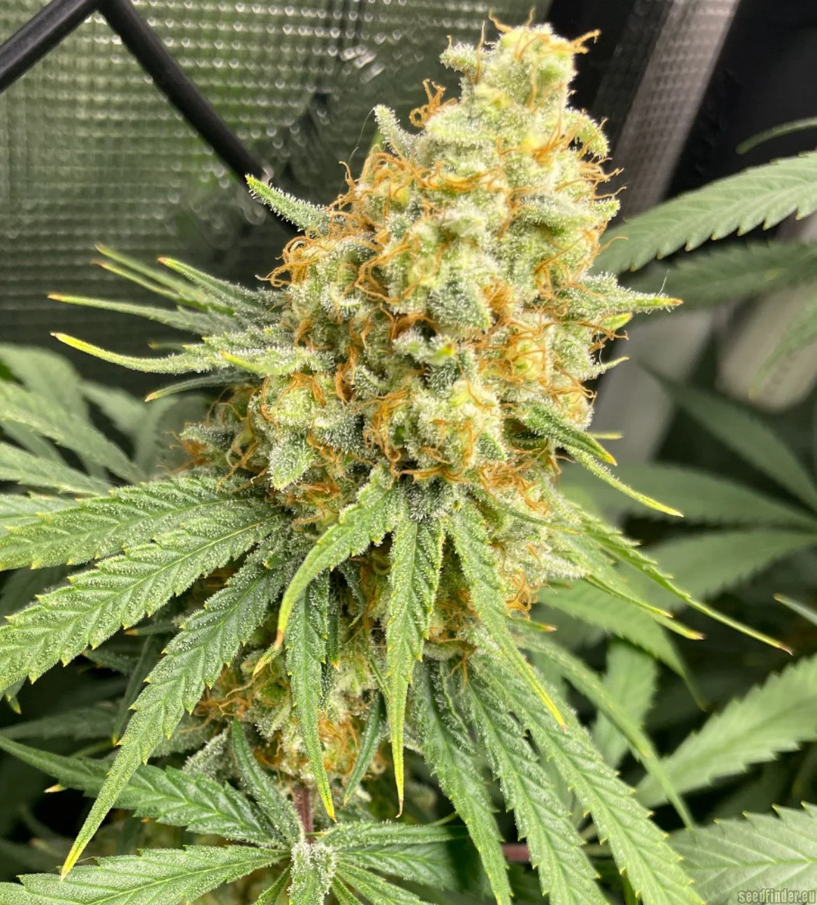 Strawberry Guava Hanfsteckling kaufen. Tropischer US-Klon von Bloom Seed Co mit cremigem Erdbeer-Guaven-Aroma, massiver Harzbildung & hohem THC.