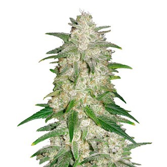 Gelato Auto Hanfsämlinge Flower