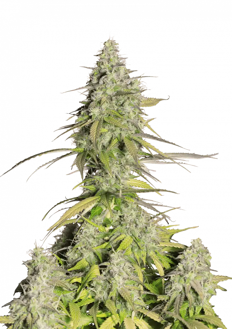 Auto Girl Scout Cookies Flower Legendäre US-West-Coast-Genetik (GSC Cut x Grapefruit Auto)