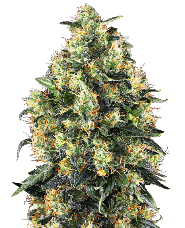 Originale Traditionsgenetik von Sensi Seeds (Super Skunk x Ruderalis)