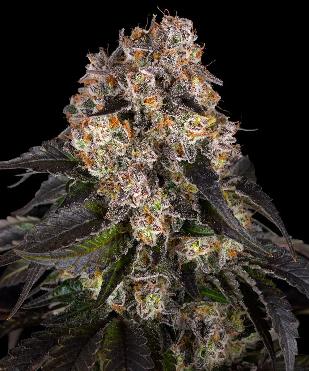 Feminisierter Sämling Girl Scout Cookies Flower Authentische US-West-Coast-Genetik aus der Kreuzung von OG Kush und Durban Poison