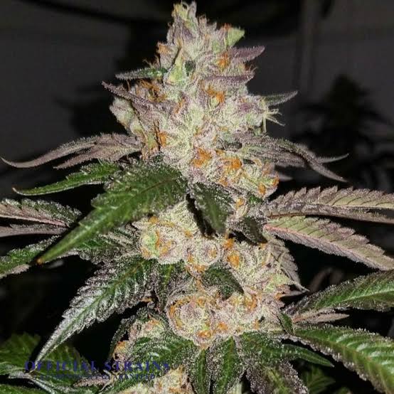 Feminisierter Sämling Animal Cookies Flowers Hochkarätige US-Cookies-Genetik mit herausragendem Stammbaum