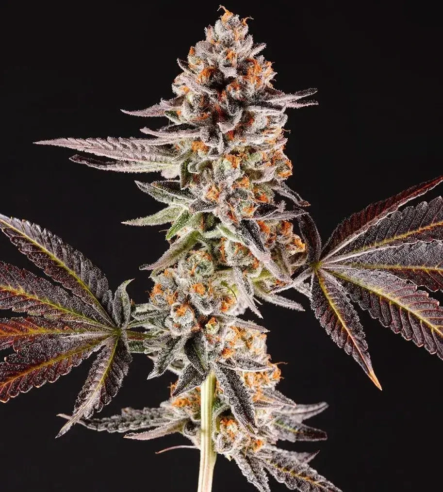 La Bomba Steckling kaufen | Compound Genetics | Growroom21
