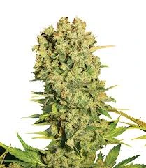chronic_hanfstecklinge_kaufen_Österreich Wien chronic cuttings by Serious Seeds in Flower
