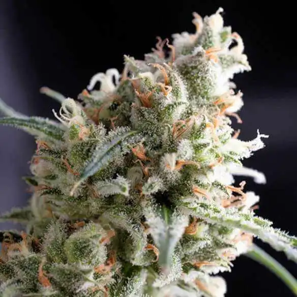 hanfstecklinge_kaufen_kukulkan_österreich wien pyramid seeds kukulkan stecklinge in blüte