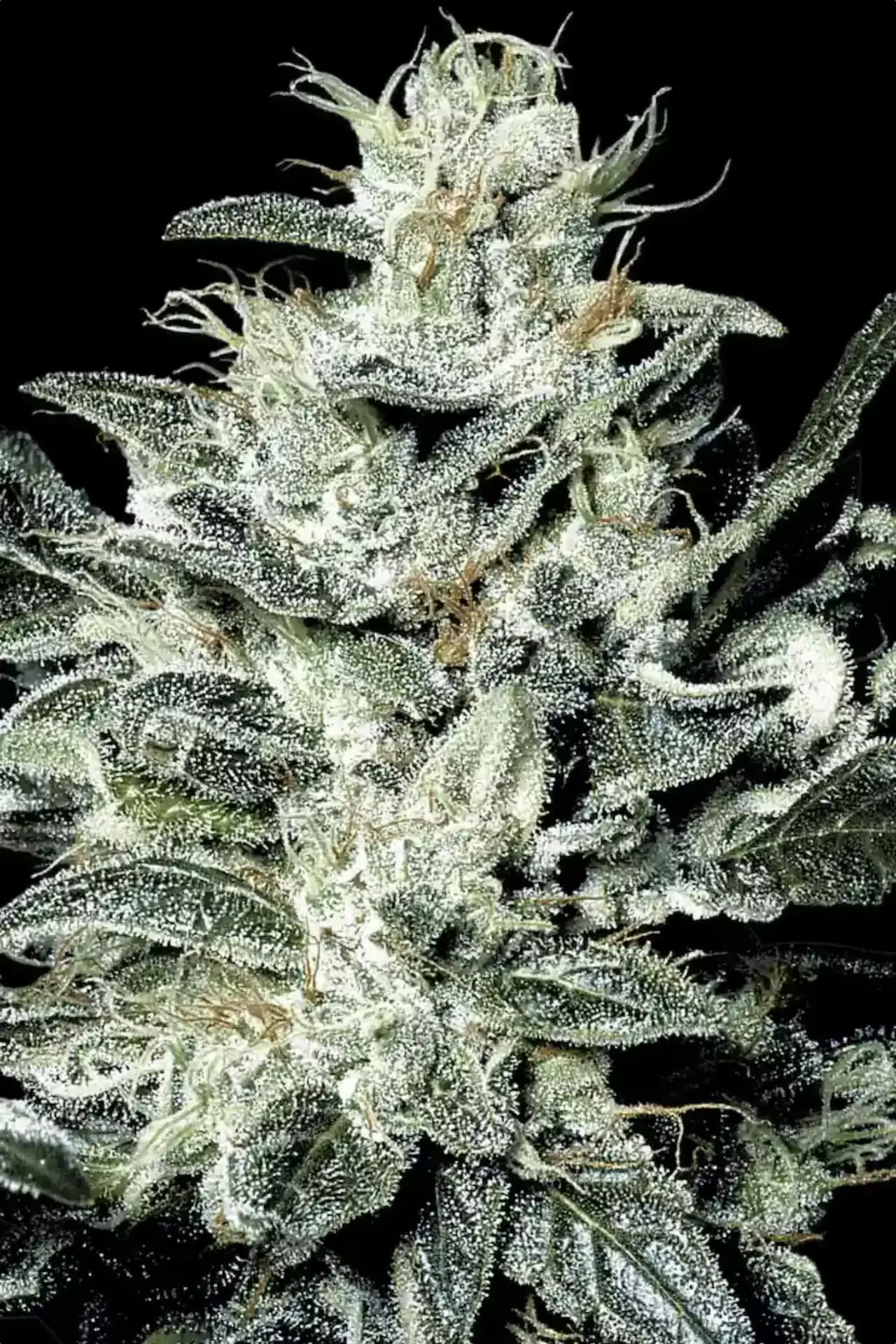 sensi star hanfstecklinge kaufen austria paradise seeds sensi star by Paradise flowering