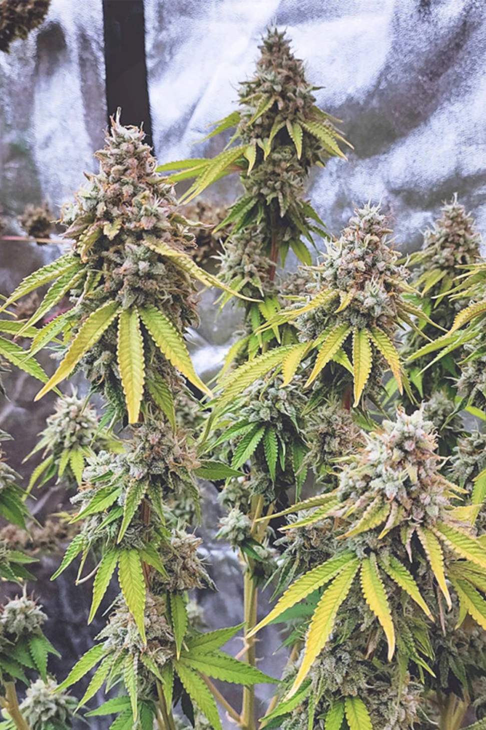 OG hanfstecklinge_kaufen_Glueberry OG_Österreich Wien_Dutch Passion Glueberry OG Feminisierte Hanfstecklinge Kaufen in Wien
