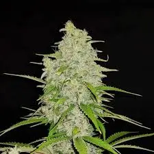 hulkberry Steckis in Blüte