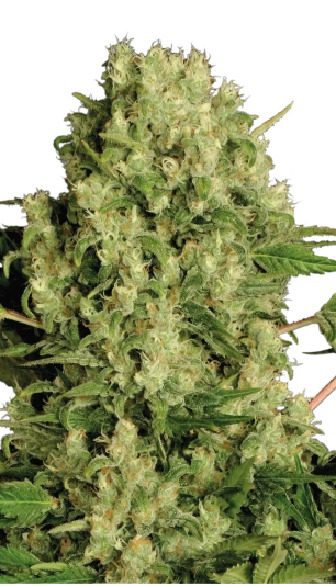white russian massive buds