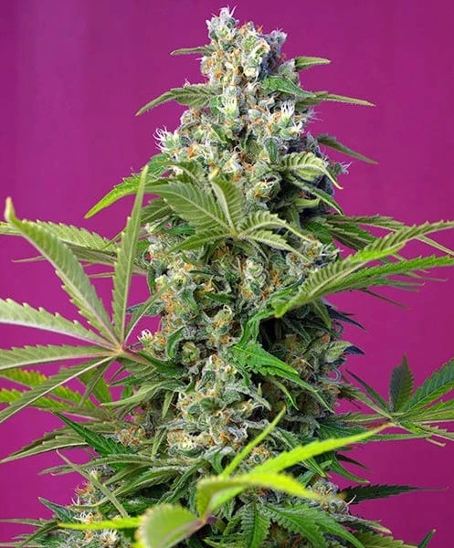 gorilla girl by Sweet Seeds cuttings in flower