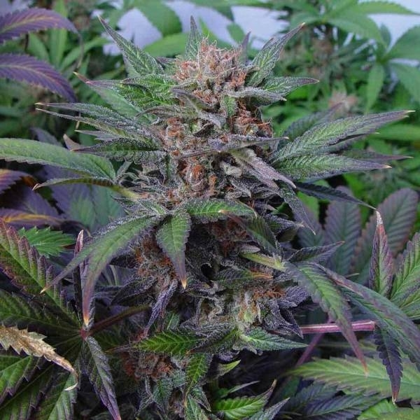 somango by SOMA before harvest