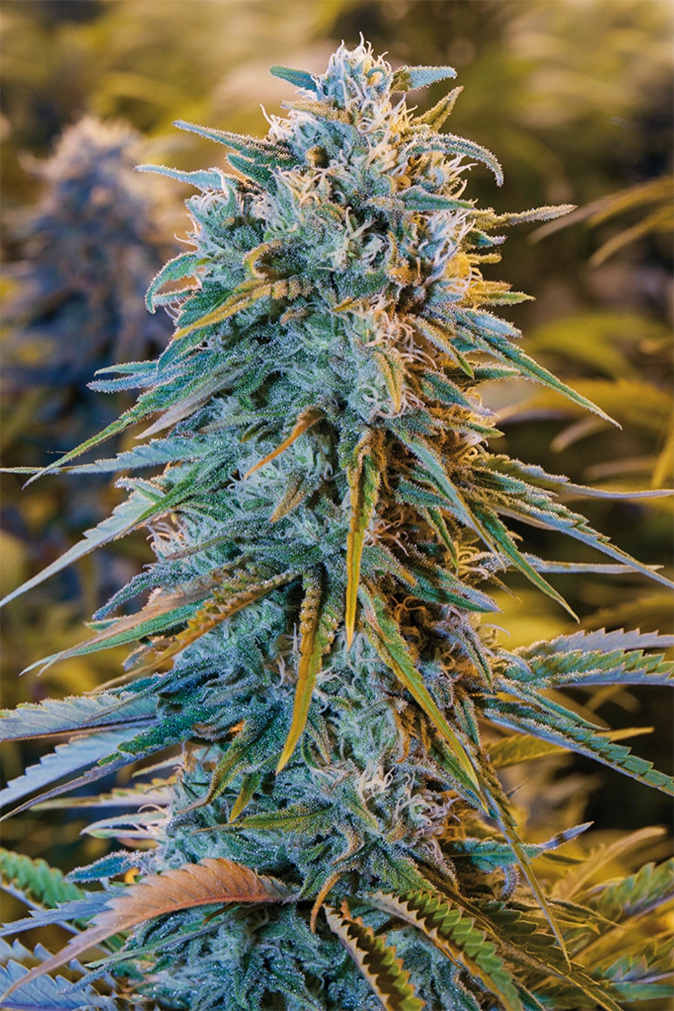 Blue Dream_hanfstecklinge_kaufen_Wien Österreich_ Blue Dream Feminisierte Hanfstecklinge Kaufen in Wien