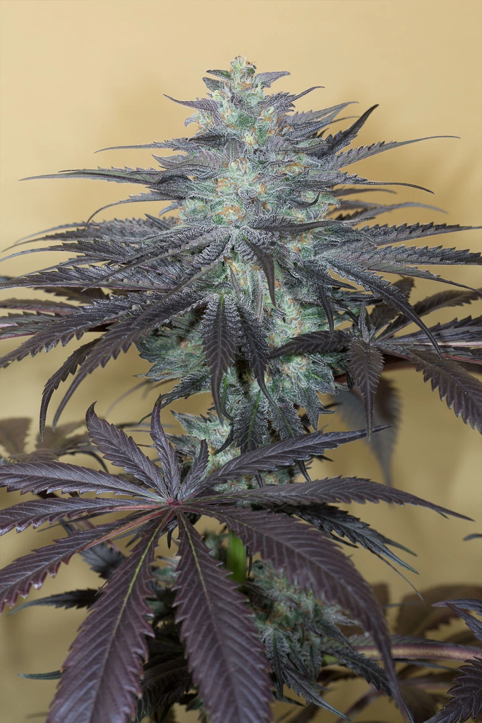 bubba kush 2.0 hanfstecklinge Blüten