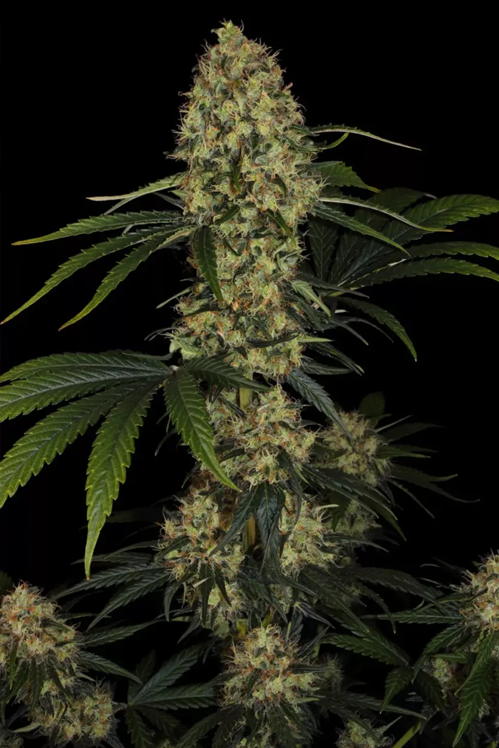L.A. Amnesia