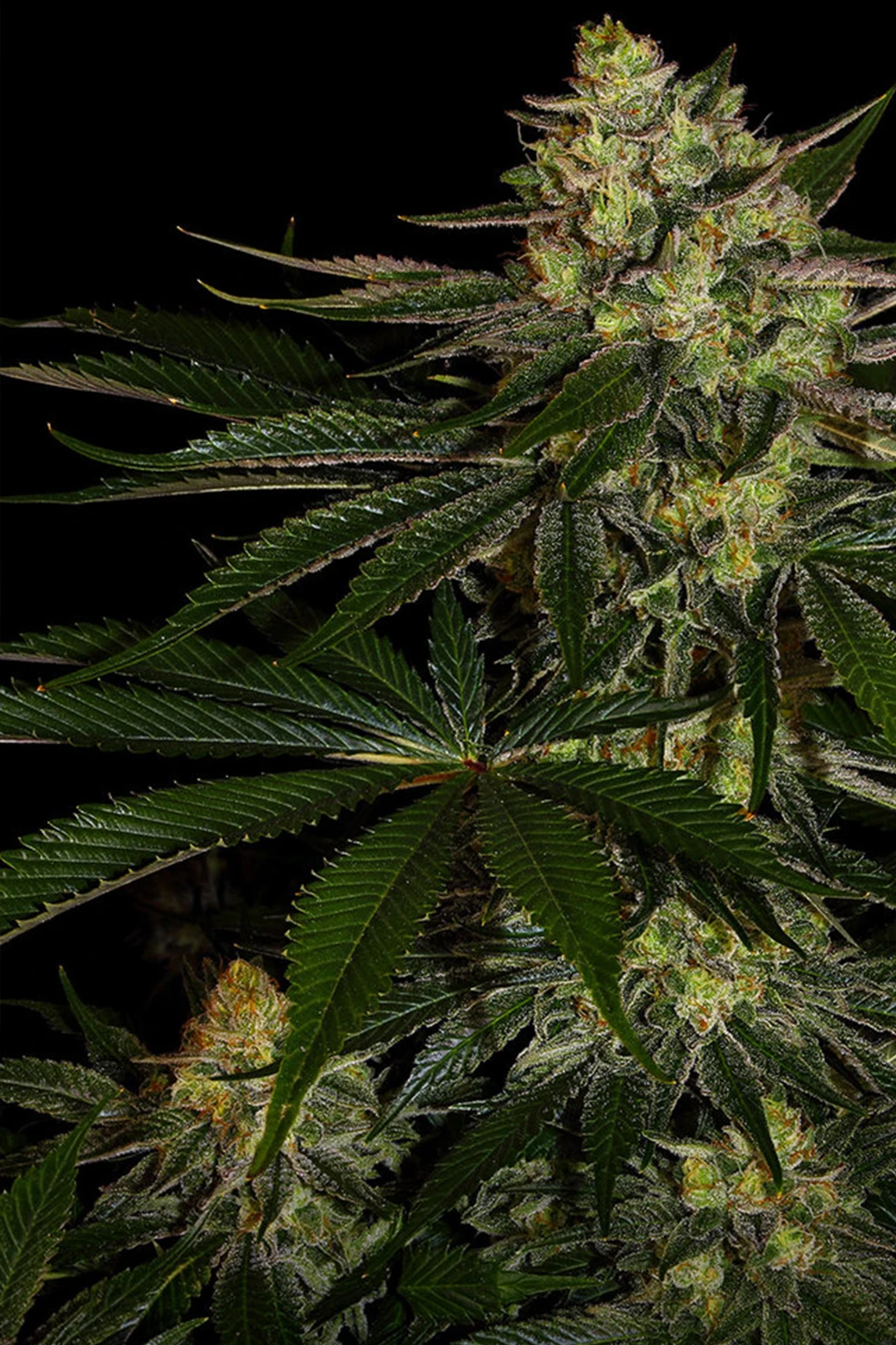 Gorilla Zkittlez Feminisierte Hanfstecklinge Kaufen in Wien
