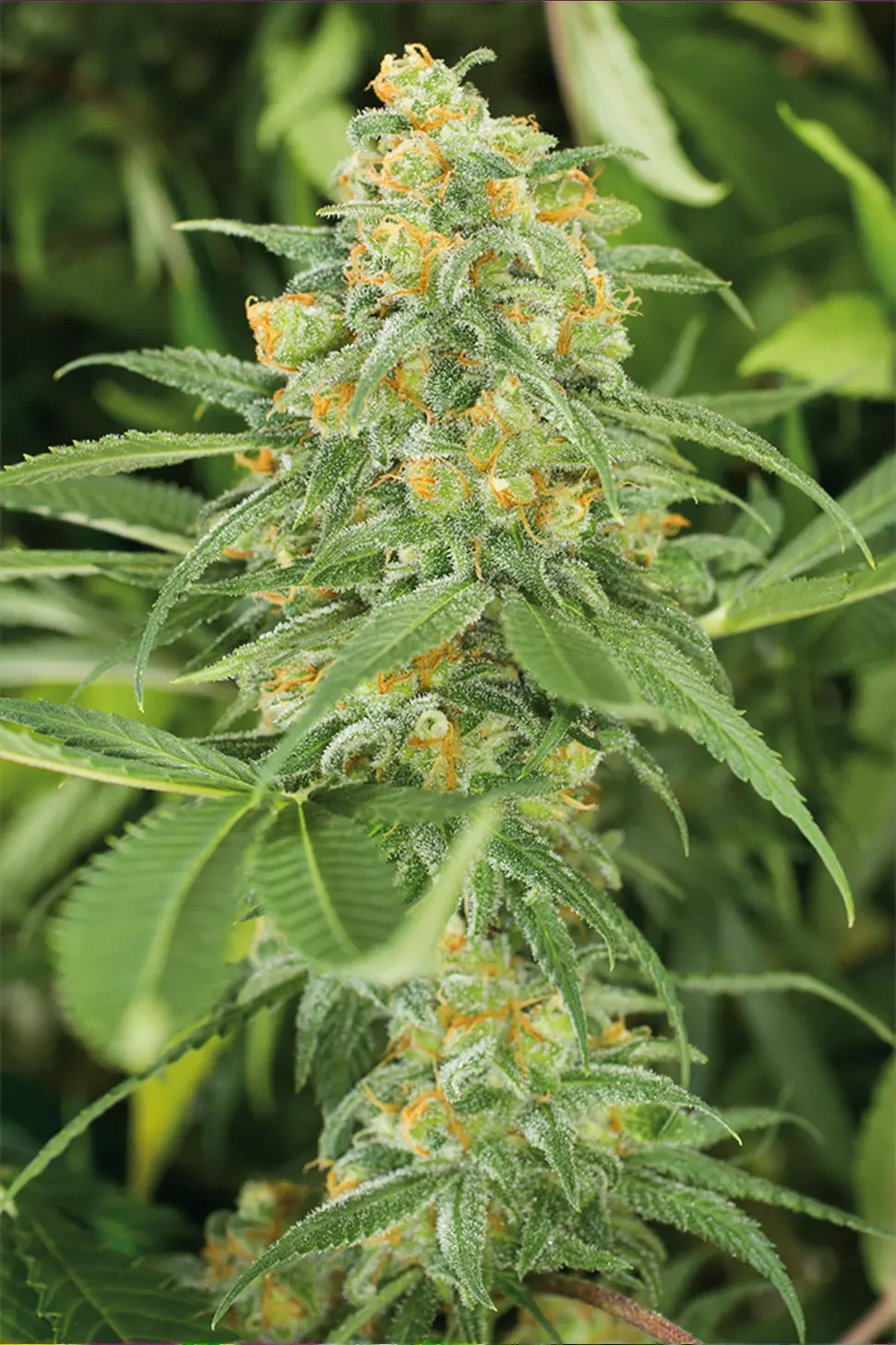 Green Crack Feminisierte Hanfstecklinge Kaufen in Wien