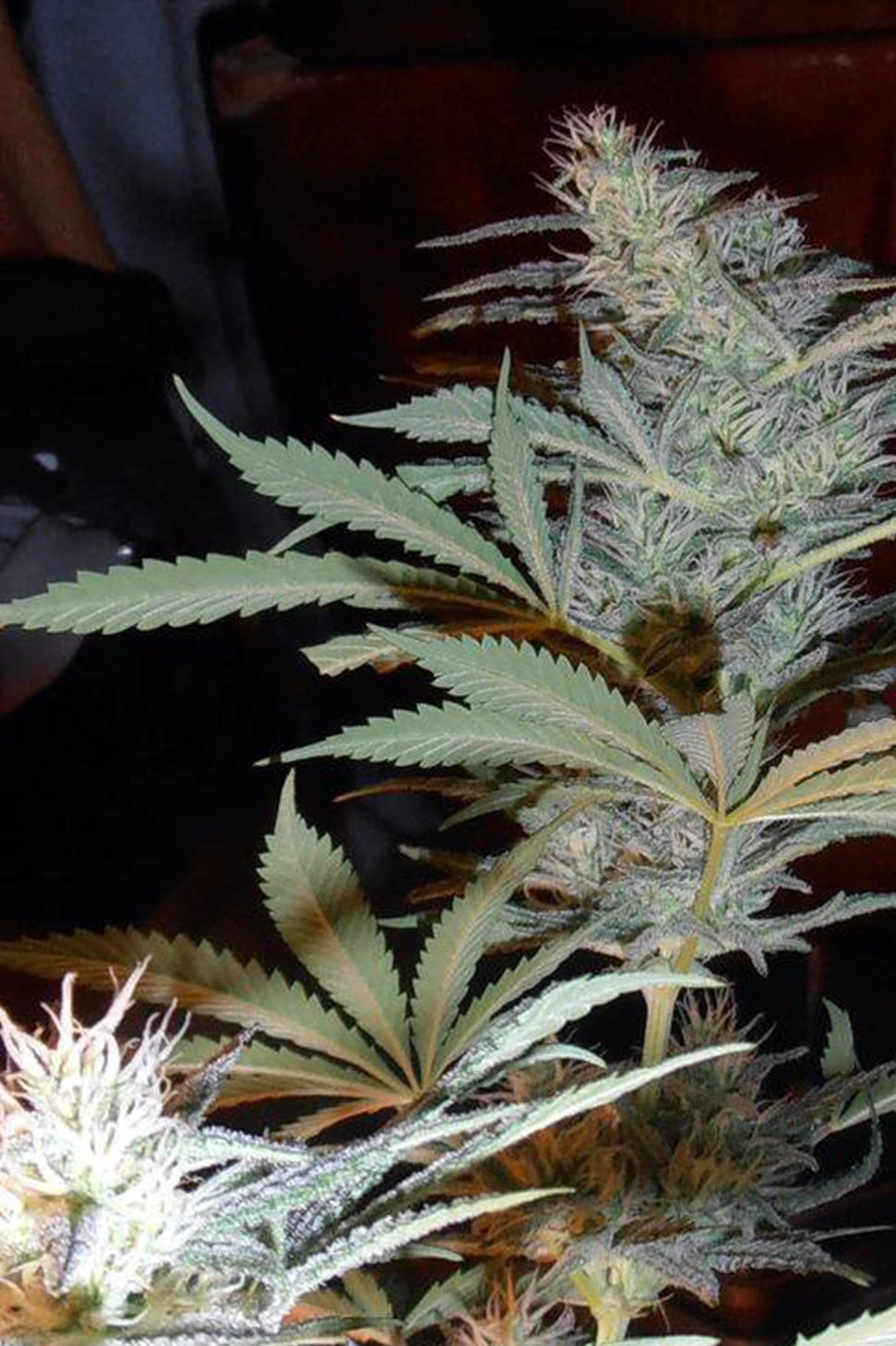 big bud_hanfstecklinge_kaufen_Österreich_ big bud steckling blüten