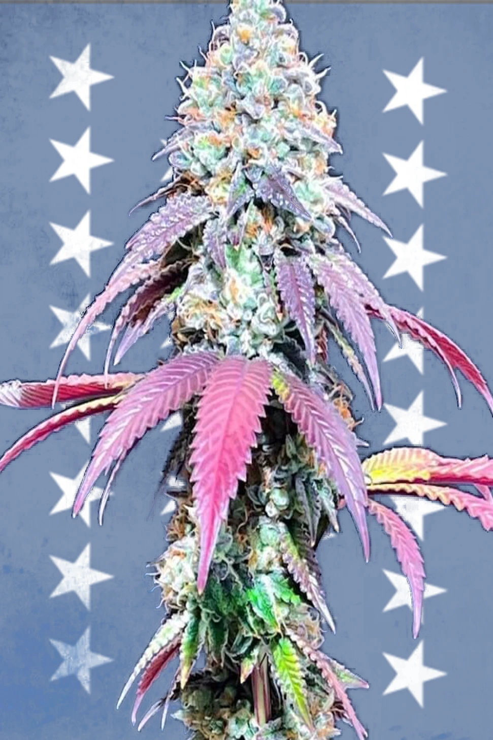 cali stecklinge_kaufen Wien_Jungle Wifi_us_premium Jungle WIFI Steckling kaufen | Jungle Boys | Growroom21