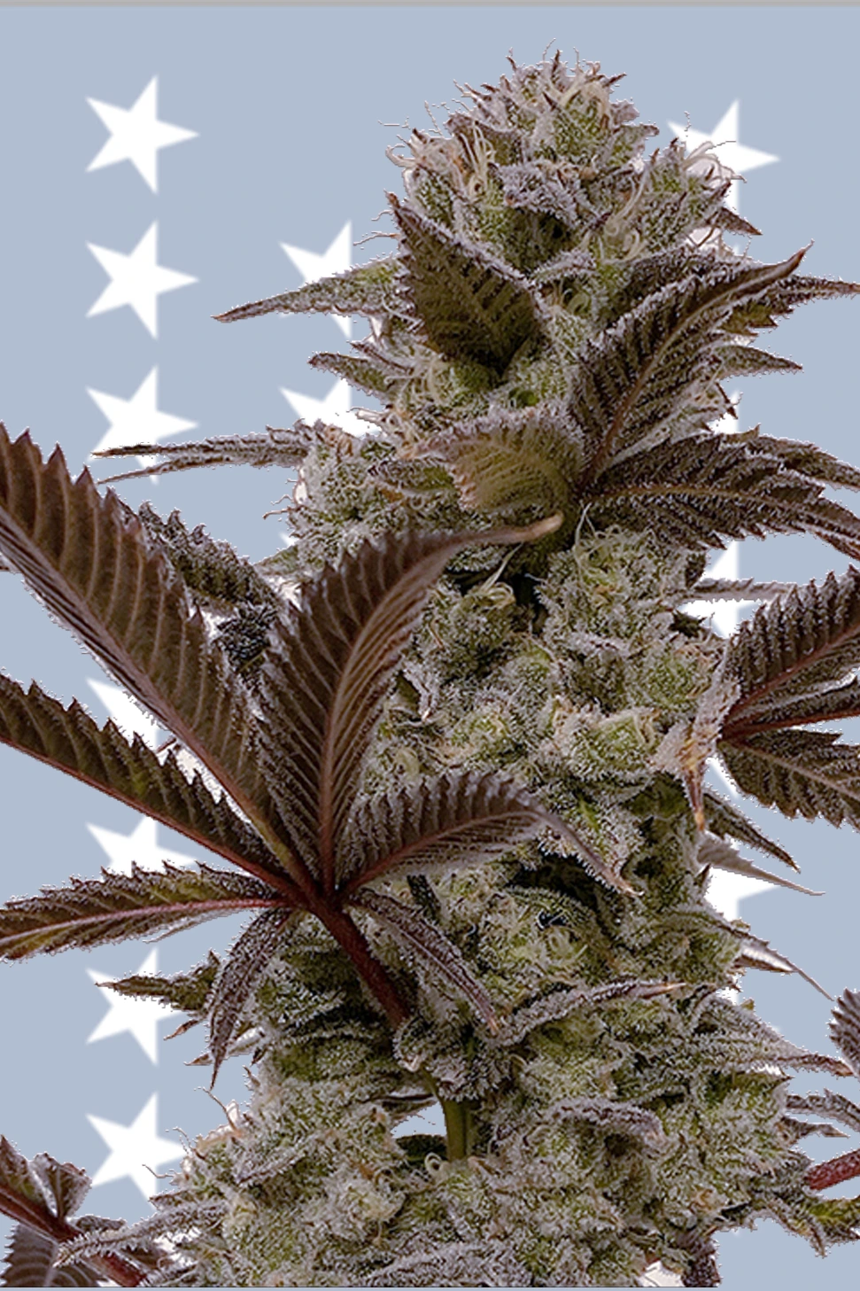 Jungle Boys | L.A. Baker Steckling kaufen | Growroom21