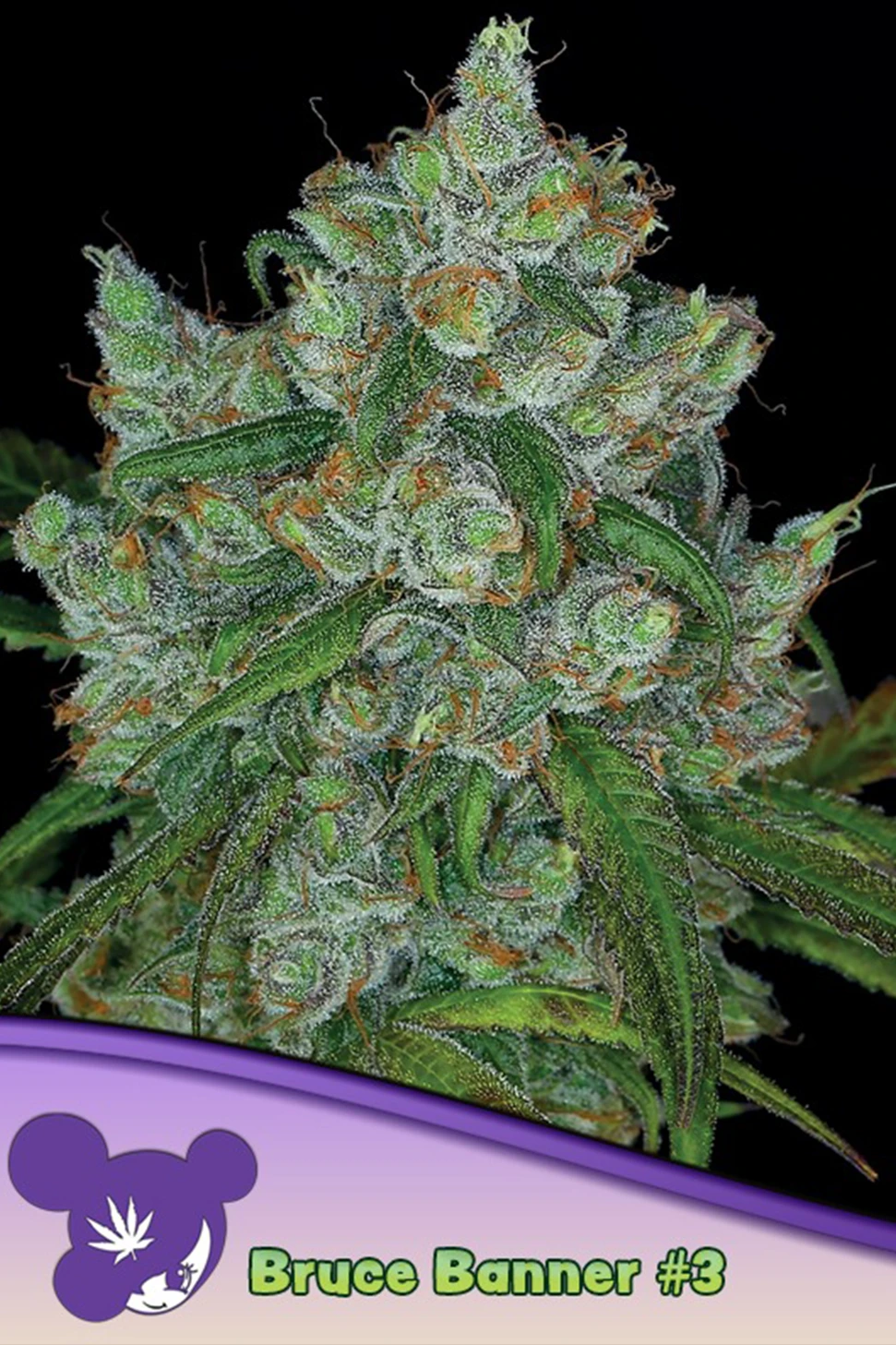 hanfstecklinge_kaufen_wien_Bruce Banner #3_Austria bruce banner anesia seeds stecklinge Blüte