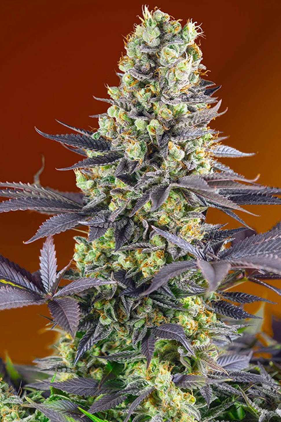 sweet zensation flowering period