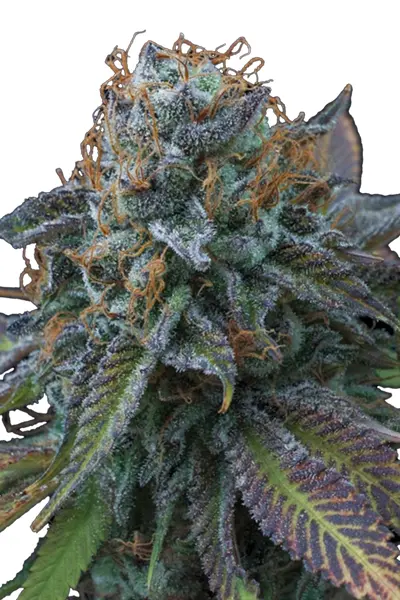 hanfstecklinge_kaufen_österreich_wien_la perla negra la perla negra buds