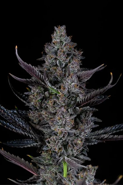 bling blaow headbud