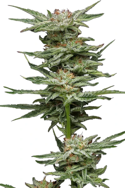 blueberry muffin calix bud