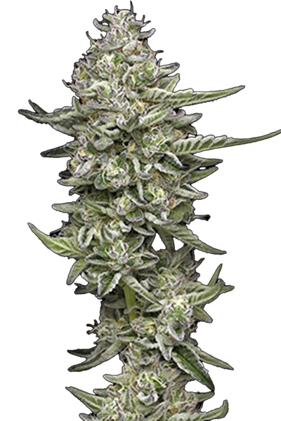 CMK Humboldt US Cali Genetics Hanfpflanzen kaufen Wien collie man kush headbud