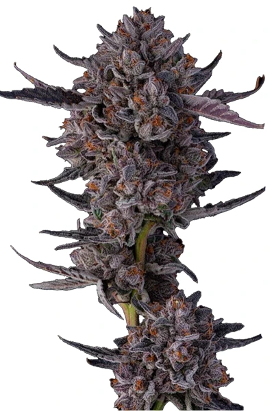 jokerz candy prime flowers