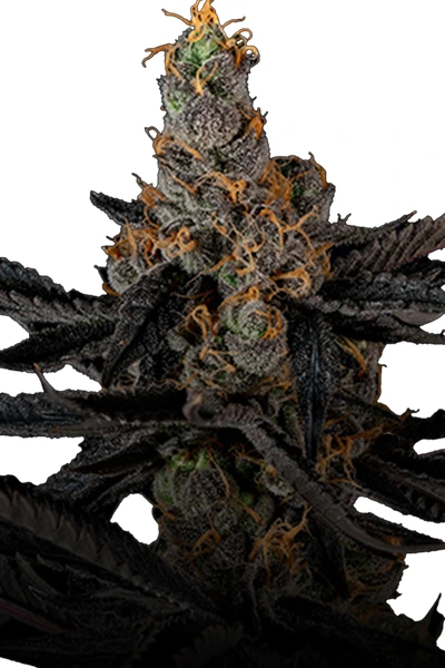 London Pound Cake_Cali_bestellen_online Cali Cut_US Premium London Pound Cake x Motor Breath Steckling | Ripper Seeds | Growroom21