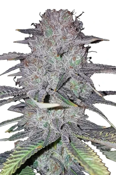 Wedding Cake Hanfsteckling kaufen. Legendärer Indica-Klon von Jungle Boys (Cherry Pie x GSC) mit bis zu 25% THC, extremer Harzproduktion & würzigem Creme-Aroma.