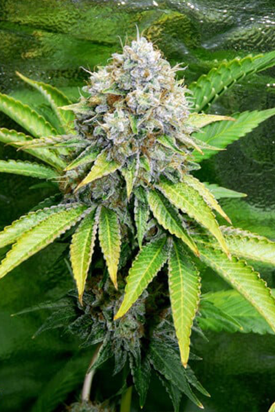 OG Kush Feminisierte Hanfstecklinge Kaufen in Wien