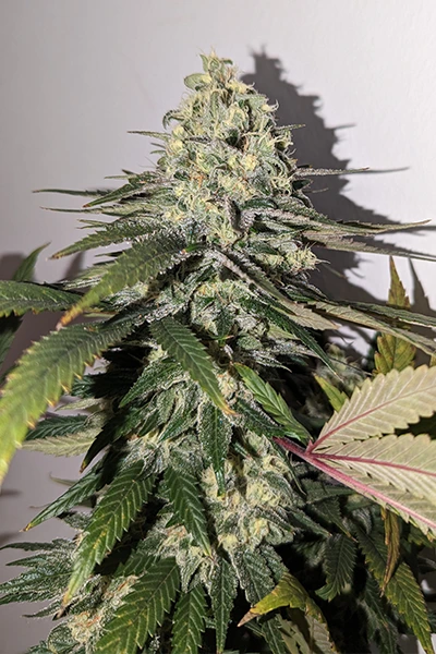 L.A. Vanilla Cake Steckling kaufen | Silent Seeds | Growroom21