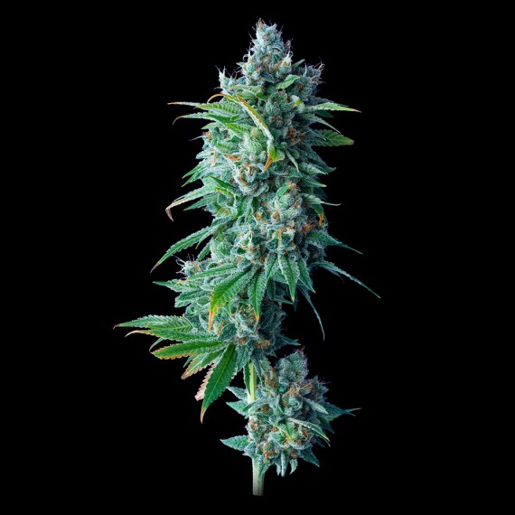 Feminisierter Sämling 24k Gold - DNA Genetics Flowers Originale Cannabis-Cup-Gewinner-Genetik von DNA Genetics