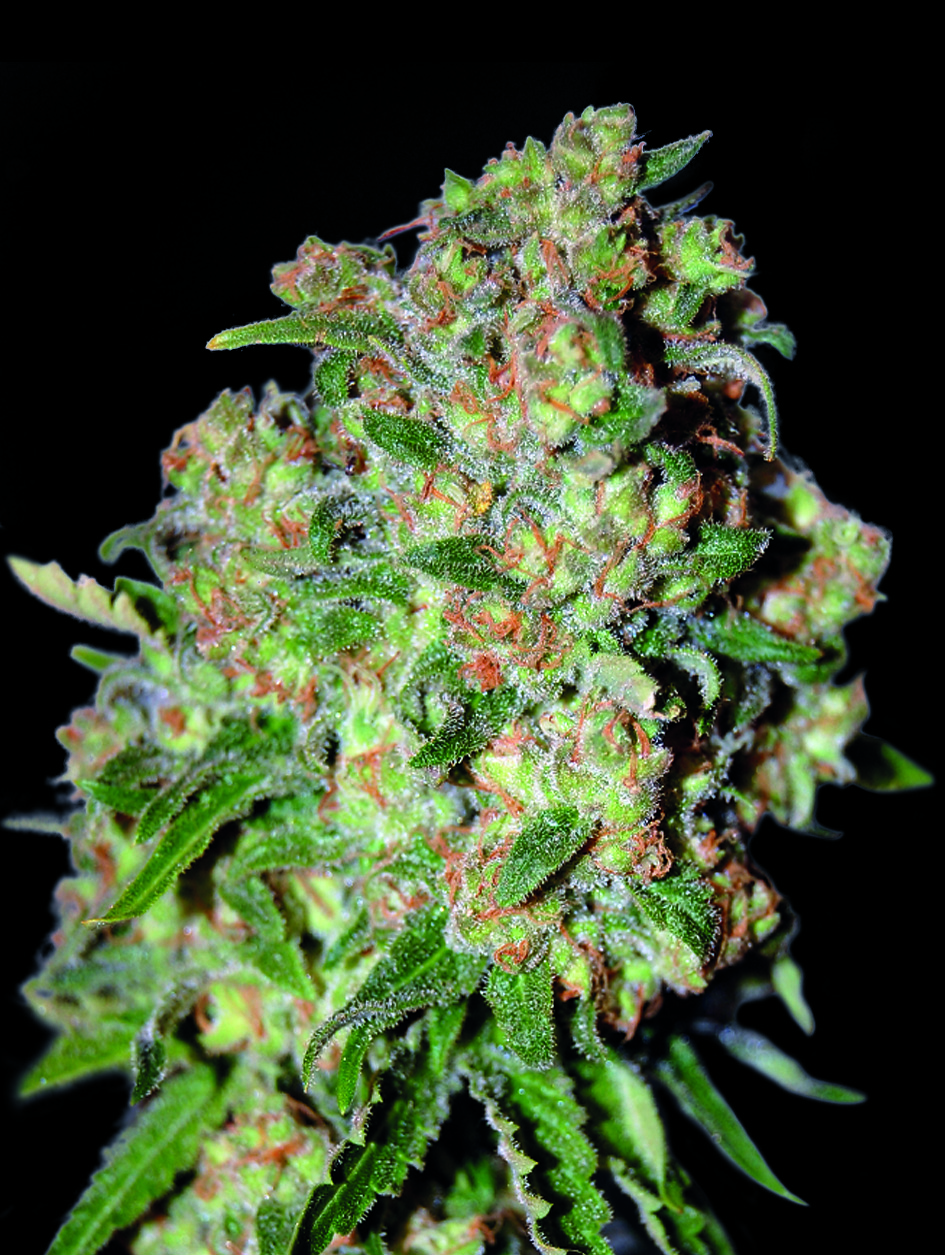 Feminized Seedlings Critical +Flowers Erstklassige Kreuzung aus den legendären Elite-Linien Critical Bilbo und AK-47